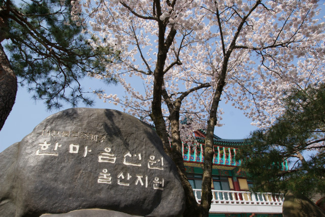 벚꽃3.JPG